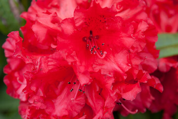 Close-up of a red rhododendron flower, Cornwall, England, UK