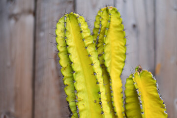 Close up cactus on wood background.