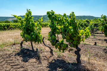 Fototapeta na wymiar la vigne au mois de juillet en Auvergne,raisin pas mur