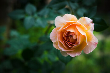 yellow rose in garden