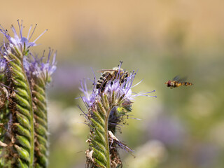 Honey bee collecting honey from lacy phacelia flowers