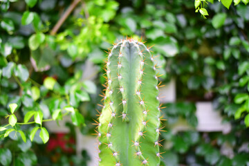 Close up cactus on green background.