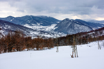 Fototapeta premium cloudy winter morning in mountains. tree on snow covered field. carpathian rural landscape. village in the distant valley