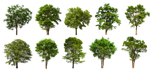 isolated tree green set is located on a white background.Collection of isolated tree green on white background Tropical tree