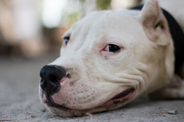 dogo argentino portrait in the forest