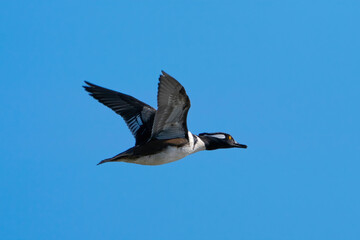 Hooded Merganser in flight