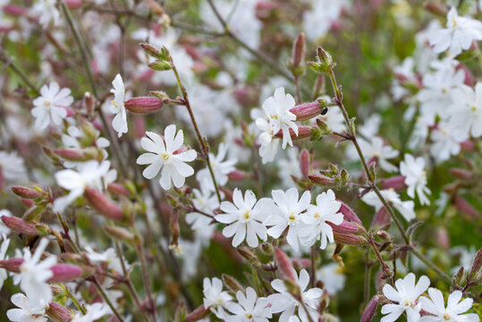 Silene latifolia, Melandrium album,  white campion flowers macro selective focus
