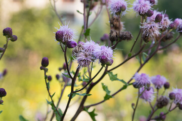 Cirsium arvense, field thiestle violet flowers macro selective focus