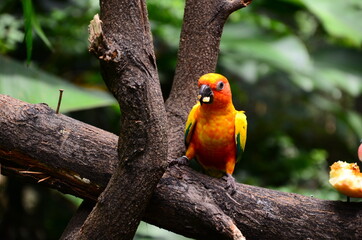 Parrot