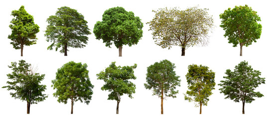 isolated tree green set is located on a white background.Collection of isolated tree green on white background Tropical tree