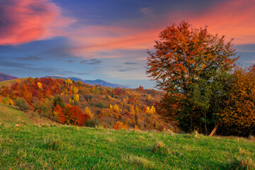 Fototapeta premium autumnal rural landscape at dusk. beautiful countryside in mountains. trees in fall foliage on green rolling hills. dramatic clouds above the distant ridge