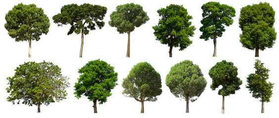 isolated tree green set is located on a white background.Collection of isolated tree green on white background Tropical tree