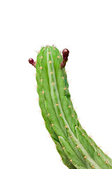 cactus Isolated on white background