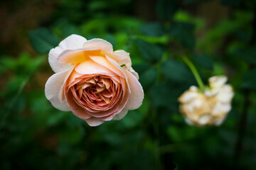 pink rose on green background