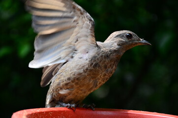 Bird mid flight