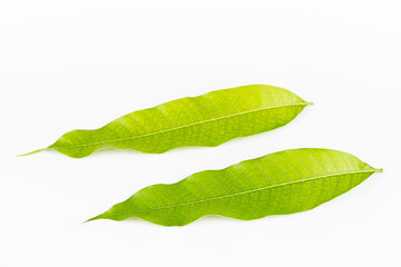 mango leaves on a white background