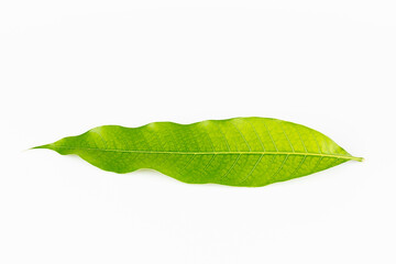 mango leaves on a white background