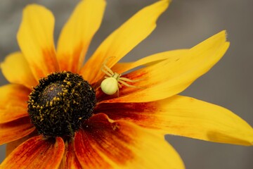 A bright spider on a yellow flower weaves a web. Copy space for article. 