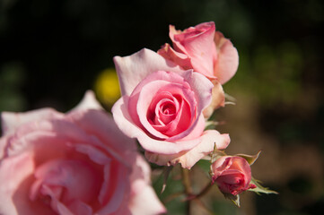 Beautiful pink rose from Madeira