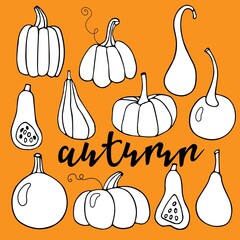 Autumn lettering. Pumpkin various. Harvest season. Hand drawn vector set. Thanksgiving or Halloween holidays flat. Pumpkin cartoon icon symbol isolate. Typography composition for Thanksgiving Day