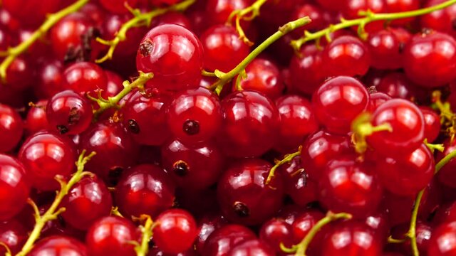 Ripe fresh redcurrant berries, background