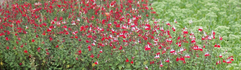 Obraz premium Header panel showing red and white hardy salvia and beautiful foliage