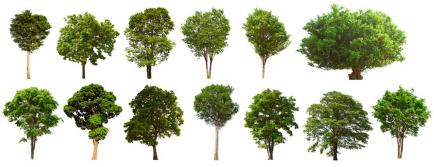 isolated tree green set is located on a white background.Collection of isolated tree green on white background Tropical tree