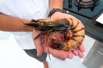 Raw tiger prawn compared with human hand.