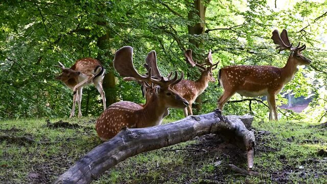 A group of fallow deers in a forest