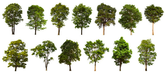 isolated tree green set is located on a white background.Collection of isolated tree green on white background Tropical tree