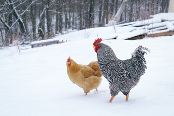 Buff Orpington Hen and Barred Plymouth Rock Rooster Together in Snow © Kelsey