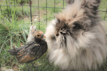 Sebright Chick with Lionhead Rabbit in Spring