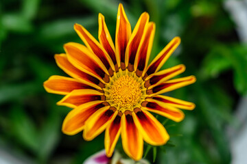 Close-up: a yellow-red bloom of Gatsania in a pot, against a background of green leaves.