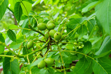 Bunches of unripe walnuts on a tree