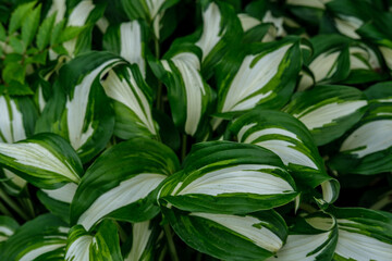 Fototapeta na wymiar White-green leaves of hosta, which grows very densely in a flower bed in the garden.