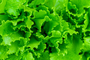 Bright green lettuce leaves on top