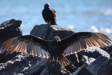 California condor a carrion feeding bird perched on rocks with outstretched wings illuminated by...