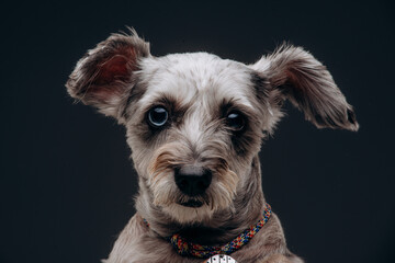 portrait of a funny gray dog with multi-colored eyes, on a black background