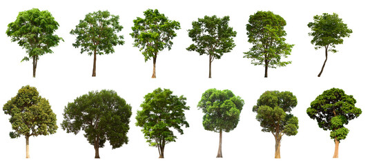 isolated tree green set is located on a white background.Collection of isolated tree green on white background Tropical tree