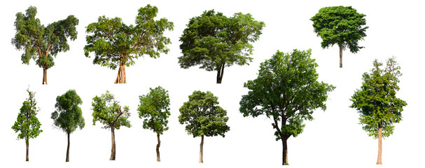 isolated tree green set is located on a white background.Collection of isolated tree green on white background Tropical tree