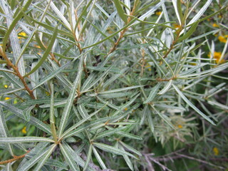 Wierzba - Salix eleagnos © WalDec