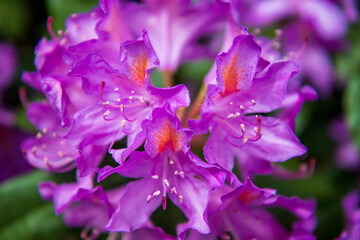 close up of a purple flower