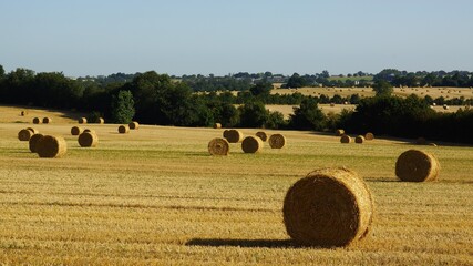Botte de  paille sur champ de bl&eacute;