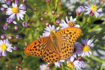 High angle view of a fritillary butterfly 