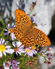 High angle view of a fritillary butterfly 