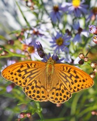 High angle view of a fritillary butterfly 
