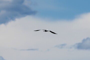 seagull in flight in cloudy sky