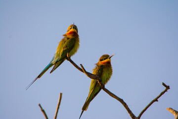 Colorful Bee-eater sunbathing in the morning