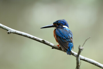 Obraz premium Little blue bird with velvet and wet feathers on wooden branch in stream,