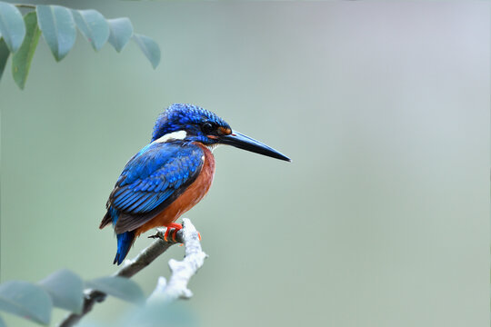 Beautiful velvet blue and brown belly bird with sharp black beaks, Blue-eared kingfisher